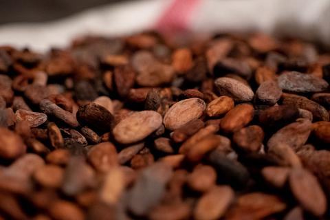 Petits producteurs de cacao au Togo