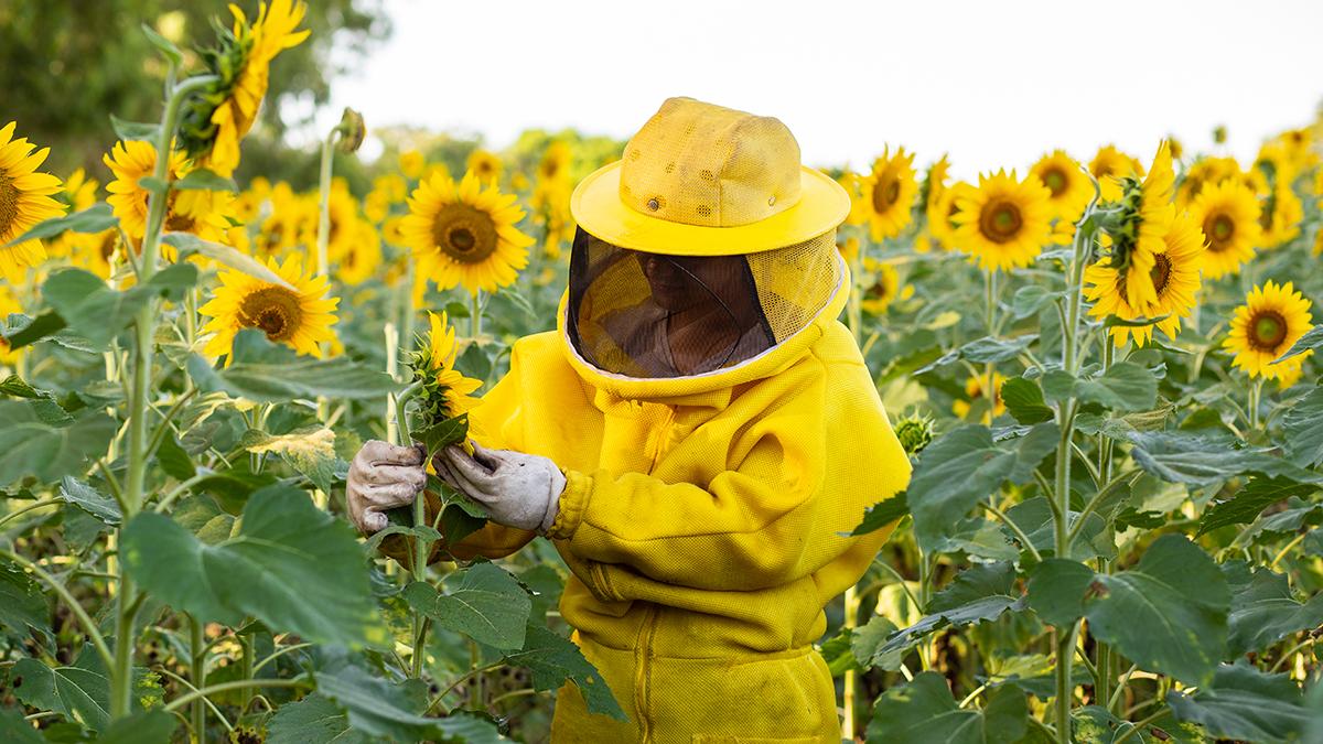 Bela Vista de Goias, Goias, Brazil – May 11, 2023: A beekeeper in typical clothes, visiting a sunflower plantation. Beekeeper at sunflower plantation.