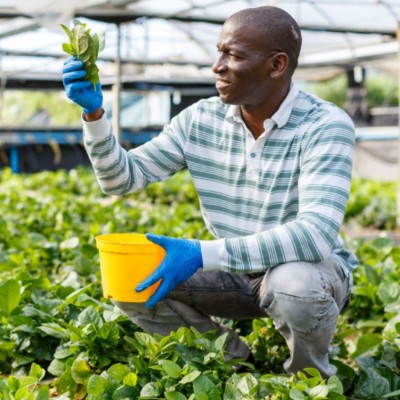 APOYAR A LAS IMF EN EL FINANCIAMIENTO DE LA AGRICULTURA