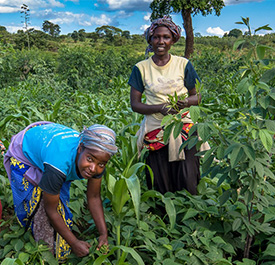 Mujeres africanas en un campo. Copyright: Godong
