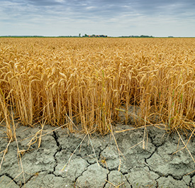 Arid field. Copyright: Shutterstock