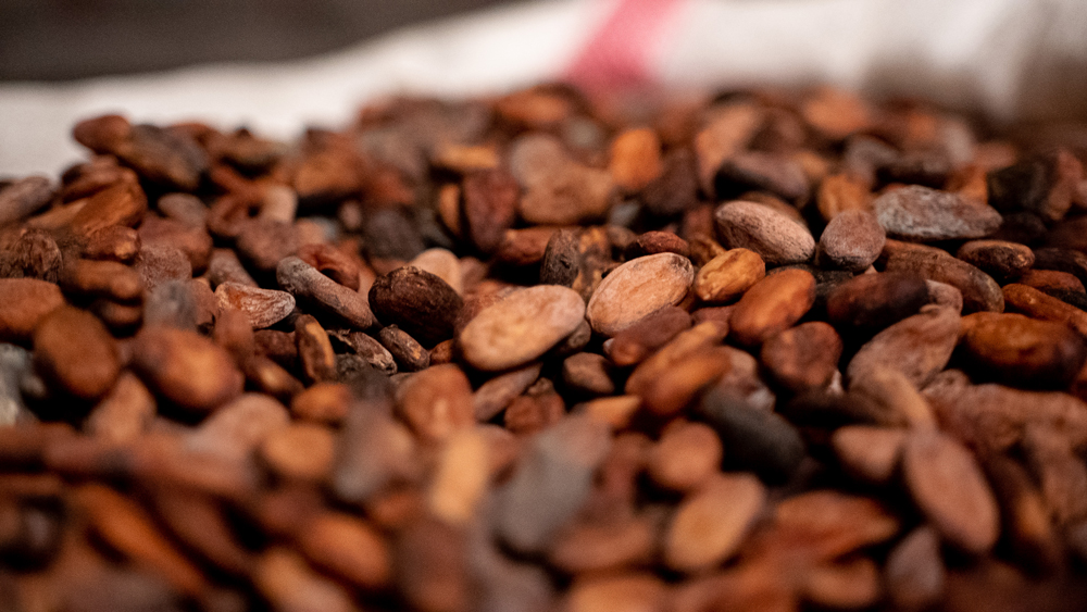 Cover cacao