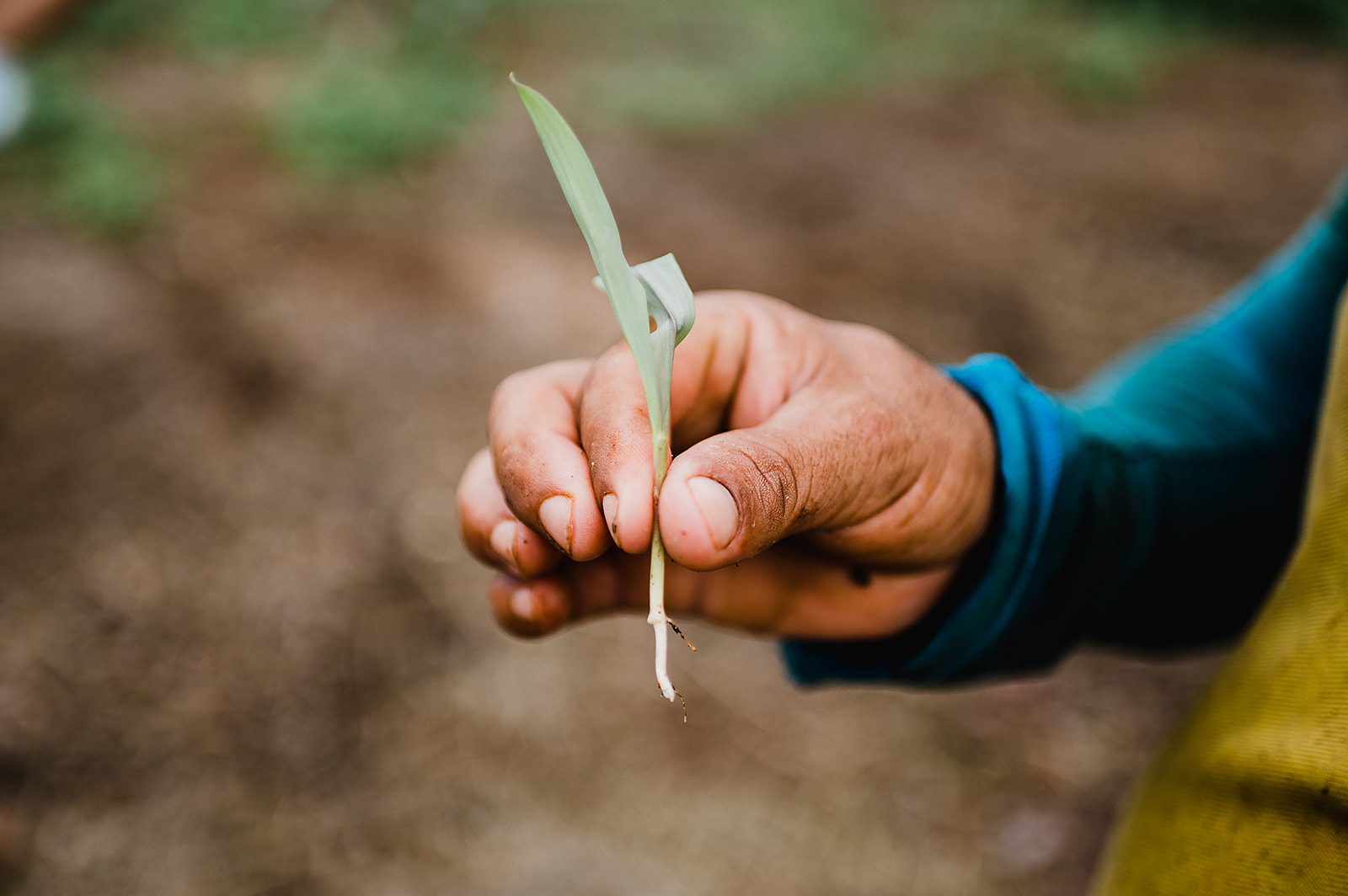 A hand holding a corn shoot