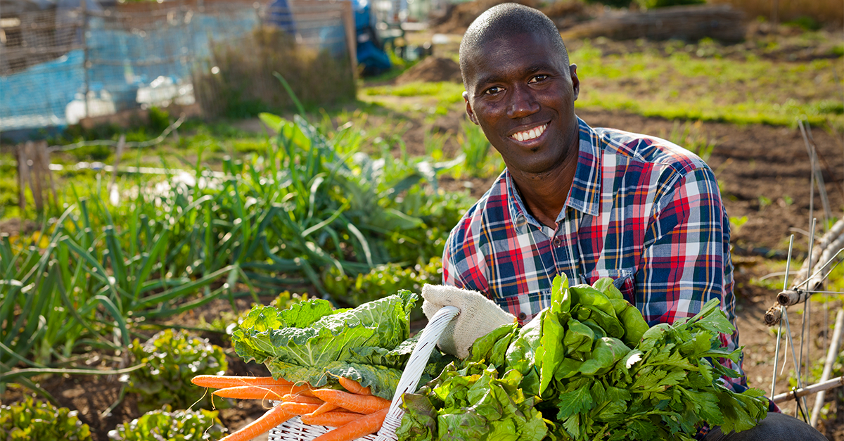 Homme dans un champ avec des carottes