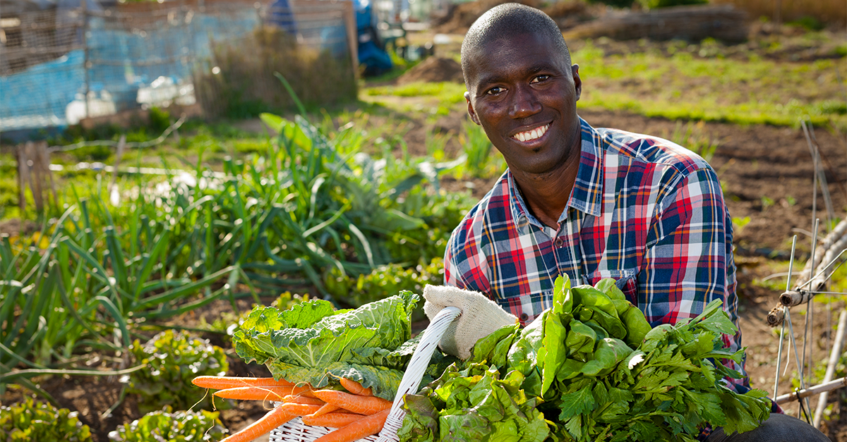 Man in the field with carrots