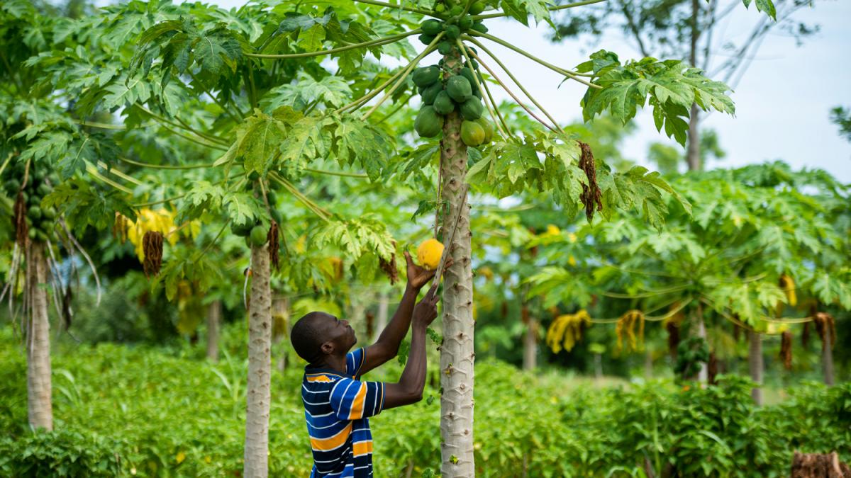 Chaînes de valeur agricoles et forestières