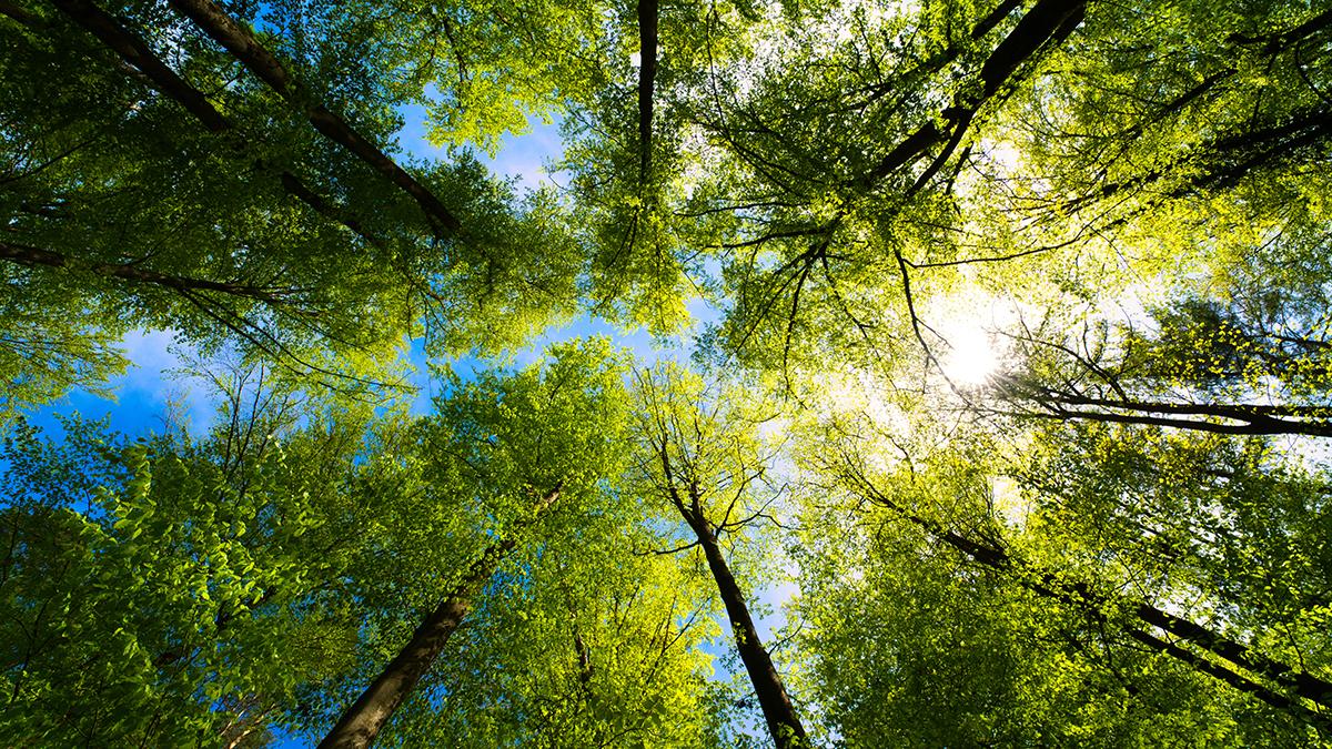 A view up into the trees direction sky