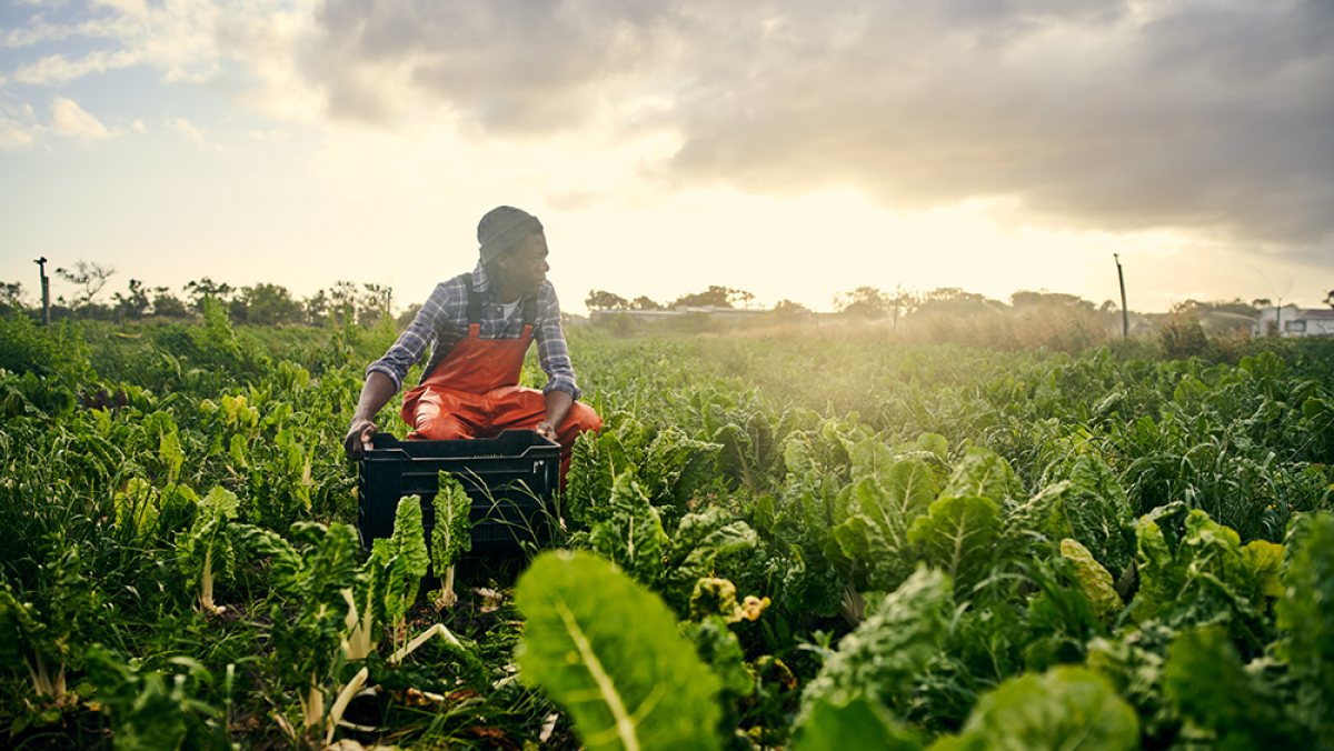 sur l'assistance technique fournie par les investisseurs d'impact aux acteurs des chaînes de valeur agricoles