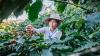 Woman picking coffee beans