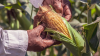 Agricultor abriendo una mazorca de maíz 