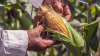 Farmer opening a corn