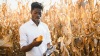 A man in the field holding a graphic tablet and an ear of corn