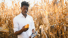 A man in the field holding a graphic tablet and an ear of corn 