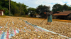 Woman cultivating cassava