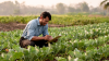 Man in a field