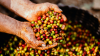 Projet SSNUP finalisé : une application mobile fournit aux producteurs de café péruviens des informations sur les bonnes pratiques agricoles et les conditions météorologiques 