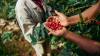 Berries in open hands